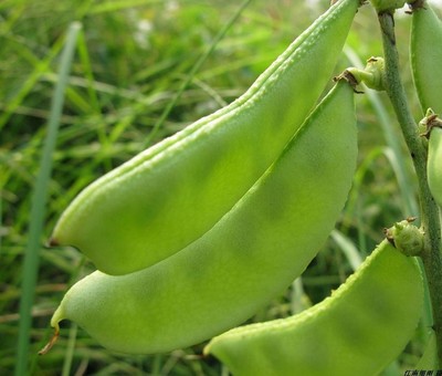 成熟的扁豆