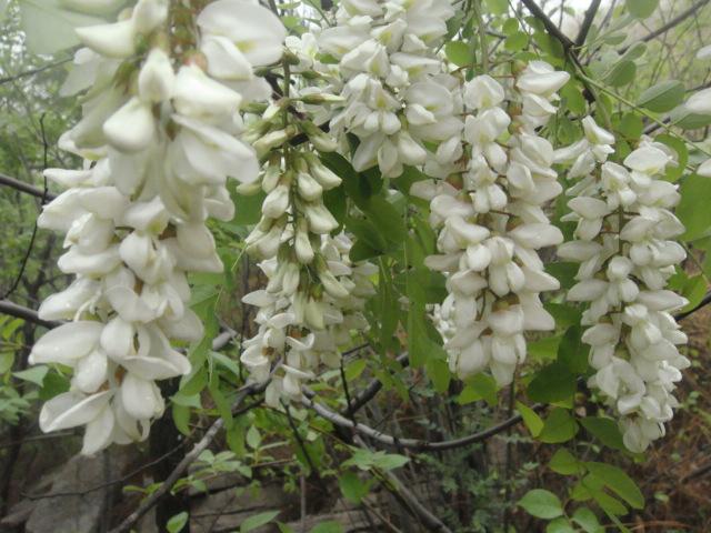 槐花飘香蜜蜂忙