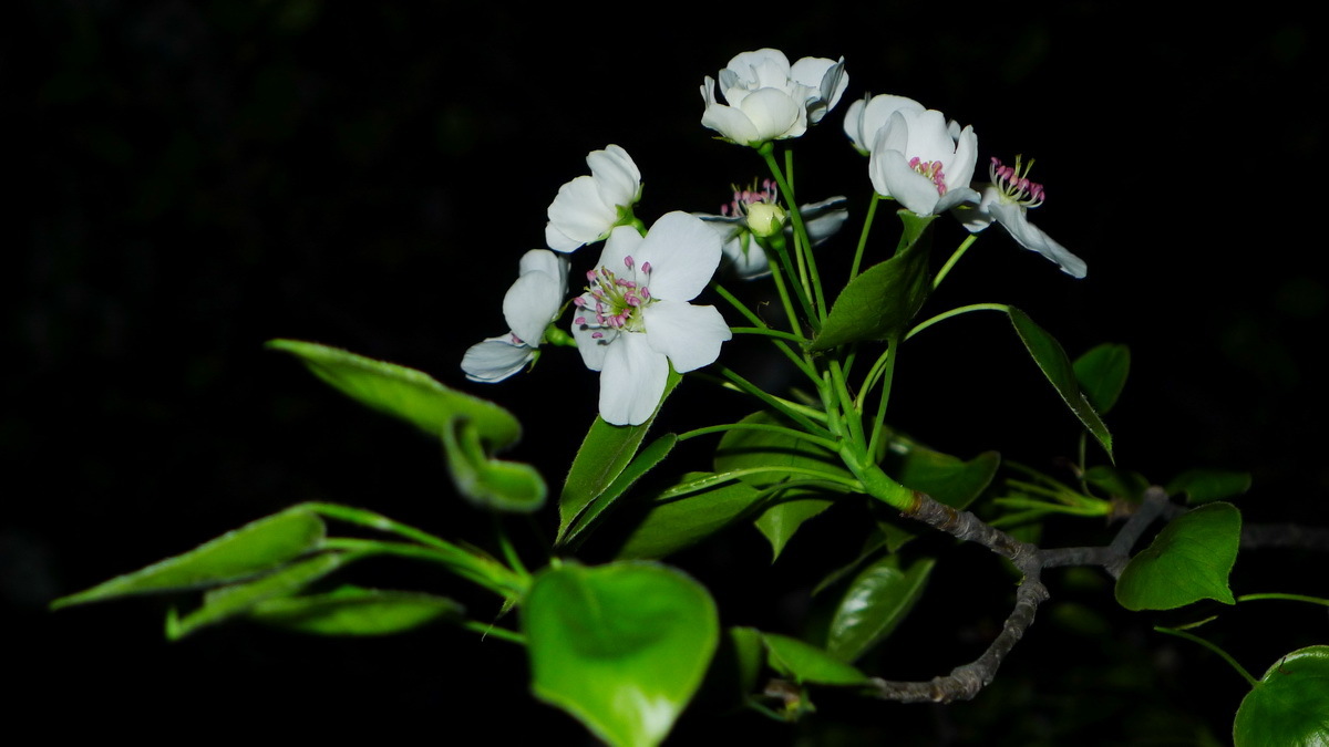 又是梨花开.JPG